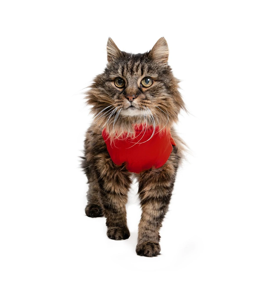 Medical Pet Shirt (Kat / Rood) 4 Medical Pet Shirt (Kat / Rood) - Afbeelding 2