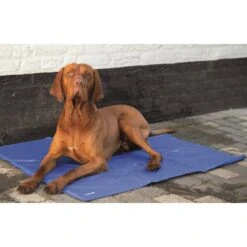 Beeztees Quick Cooler Koelmat IZI Blauw 7 Beeztees Quick Cooler Koelmat IZI Blauw -Kattenbenodigdheden Winkel quick cooler koelmat izi blauw 1 2